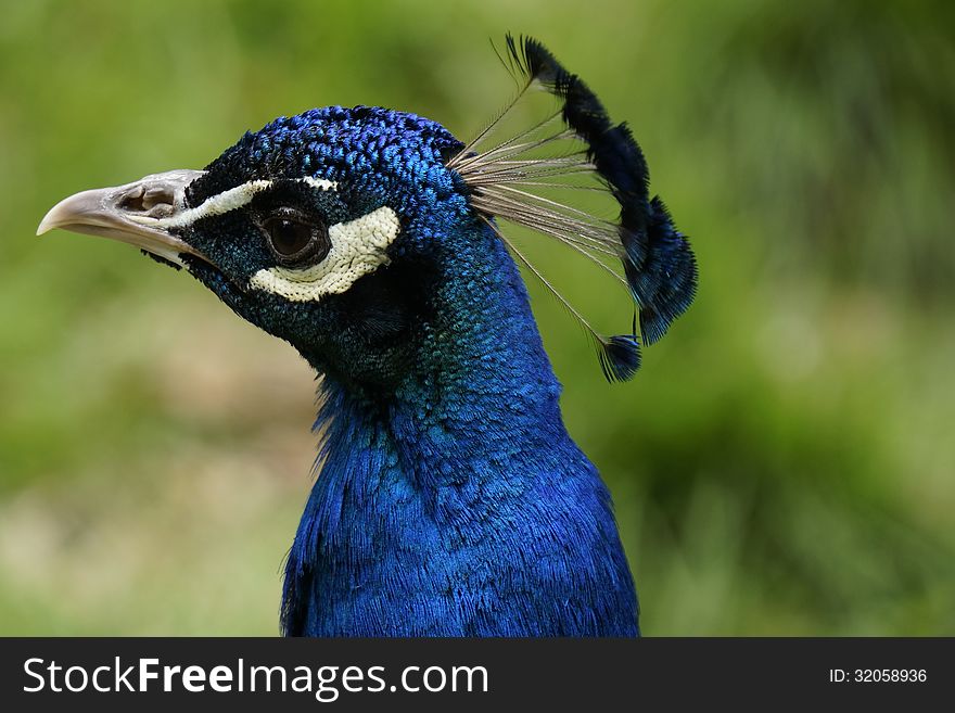 Portait of a beautiful blue peacock