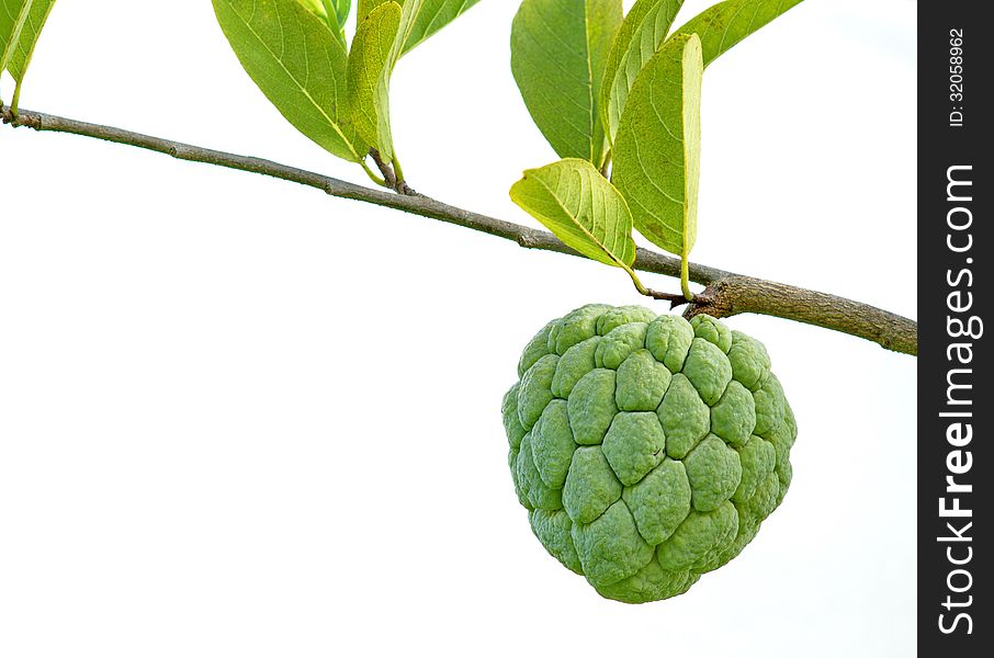 Custard apple fruit is delicious. Are perennial. Has grown in Thailand. Custard apple fruit is delicious. Are perennial. Has grown in Thailand.