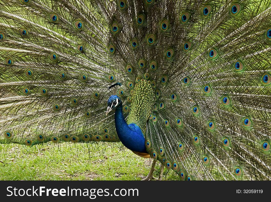 Beautiful blue peacock showing his feathers