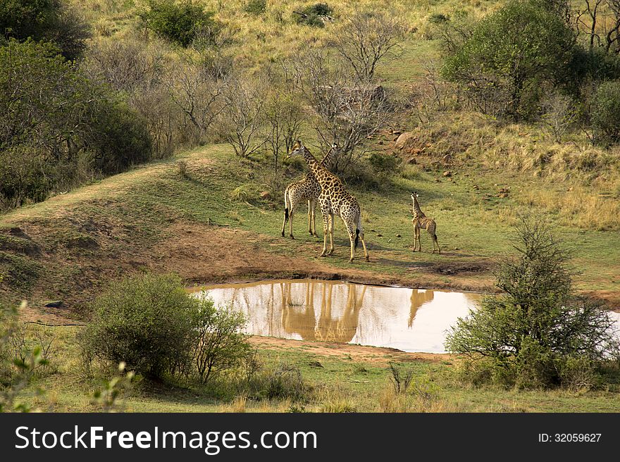 Giraffe Family At A Watering Place