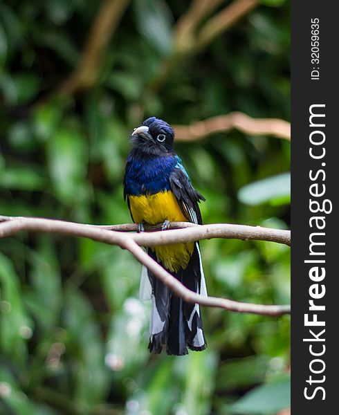 Trogon bird with its head tilted shot at Woodland Park Zoo in Seattle, WA. Trogon bird with its head tilted shot at Woodland Park Zoo in Seattle, WA