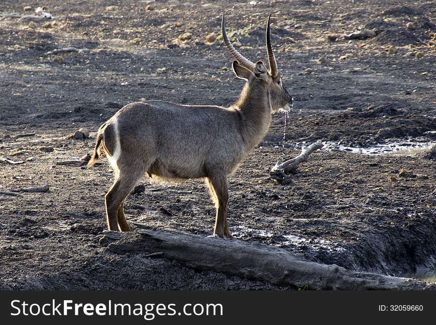 Waterbuck with water dripping from its mouth. Waterbuck with water dripping from its mouth