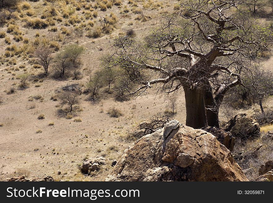 Baobab Tree With Nests