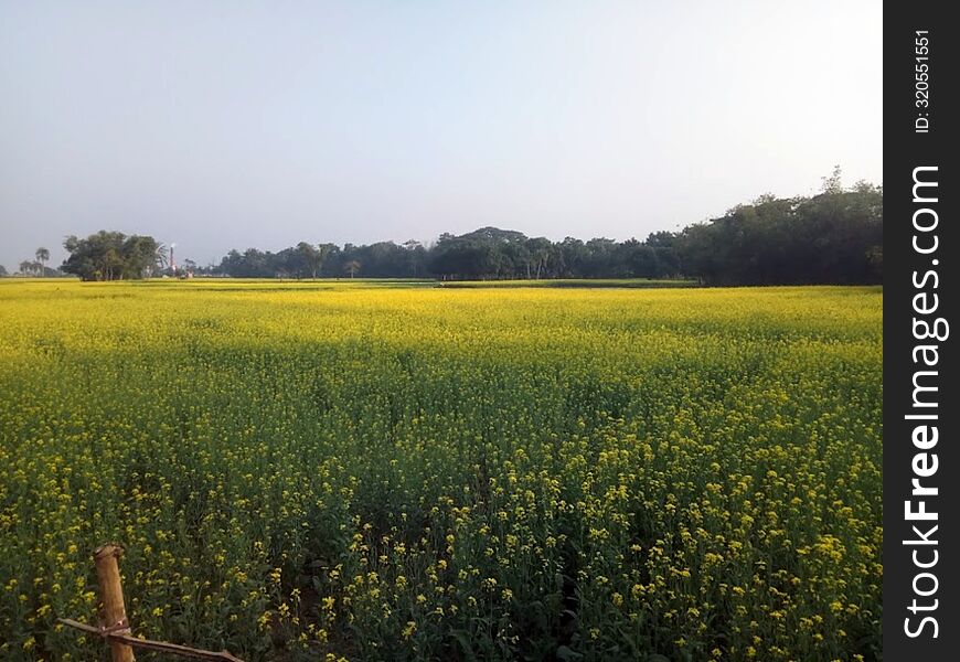 The image is of a field of yellow flowers, likely mustard plants, in a vast outdoor landscape under a blue sky. The scene captures the beauty of nature and agriculture, with the flowers blooming in spring.
