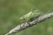 Grasshopper Green &x28;lat. Tettigonia Viridissima&x29;. Stock Photography Grasshopper Green &x28;lat. Tettigonia Viridissima&x29;. Stock Photography