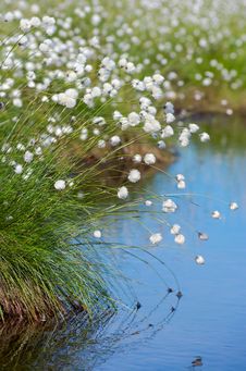 Flowering Cotton Grass In The Swamp. Stock Images Flowering Cotton Grass In The Swamp. Stock Images