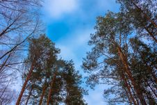 Crone Of Trees Pines On A Sky Abstract Stock Photo Crone Of Trees Pines On A Sky Abstract Stock Photo