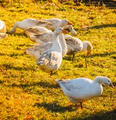 Geese On Green Grass Stock Photography Geese On Green Grass Stock Photography