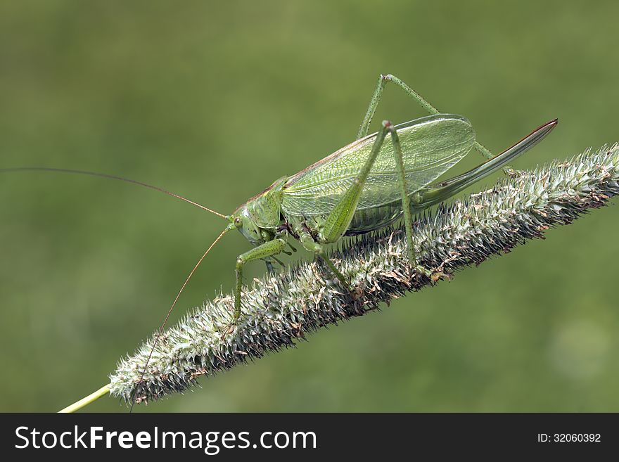 Grasshopper green &x28;lat. Tettigonia viridissima&x29;.