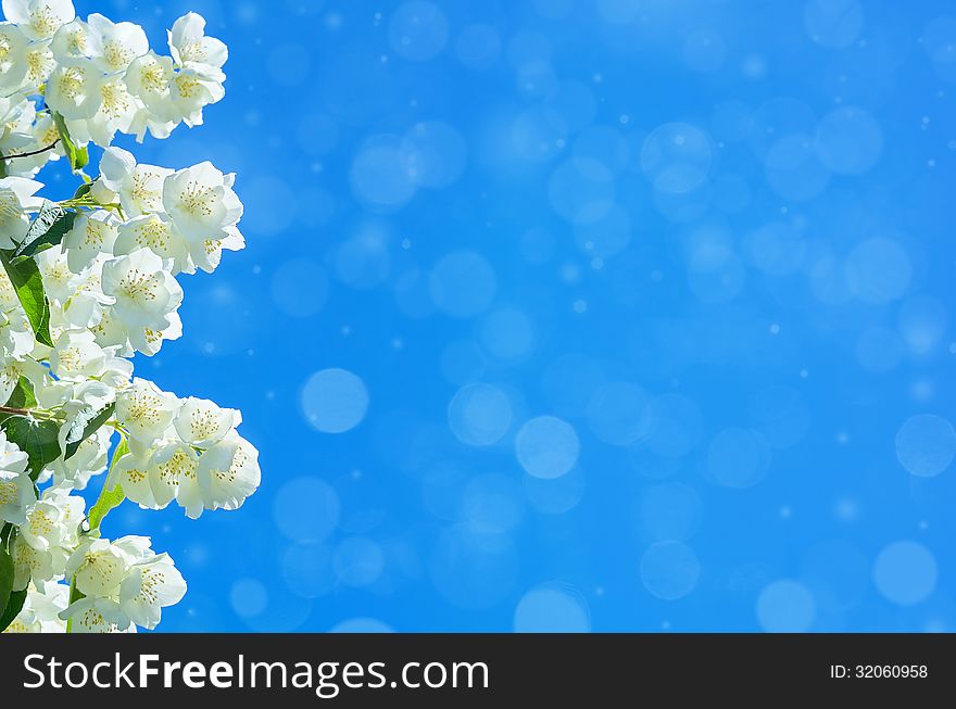 Background with blooming jasmine against the blue sky. Background with blooming jasmine against the blue sky