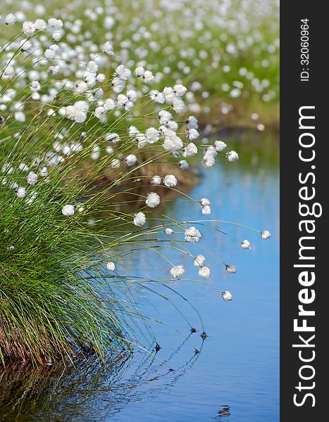 Flowering Cotton Grass In The Swamp.