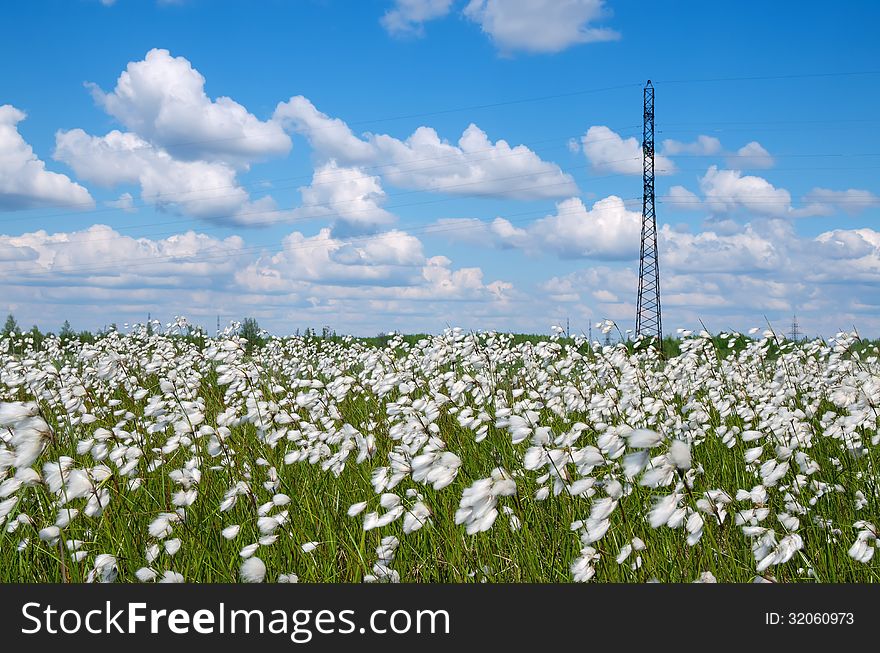 Summer scenic landscape with blooming cotton grass. Summer scenic landscape with blooming cotton grass