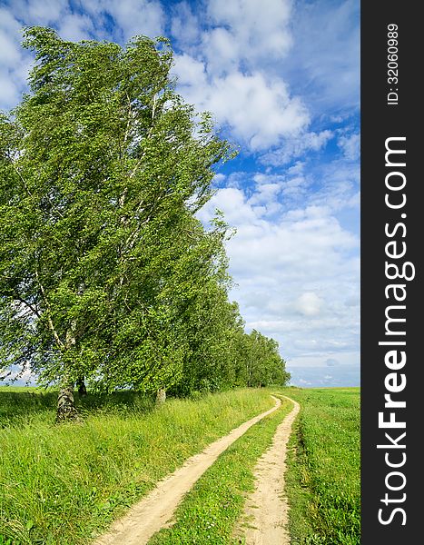 Summer landscape with birch trees along the road