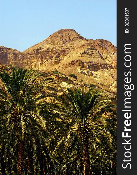 A grove of palm trees in Ein Gedi oasis in the Judea Desert, Israel. A grove of palm trees in Ein Gedi oasis in the Judea Desert, Israel.