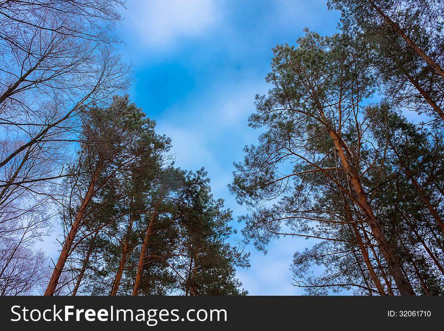 Crone Of Trees Pines On A Sky Abstract