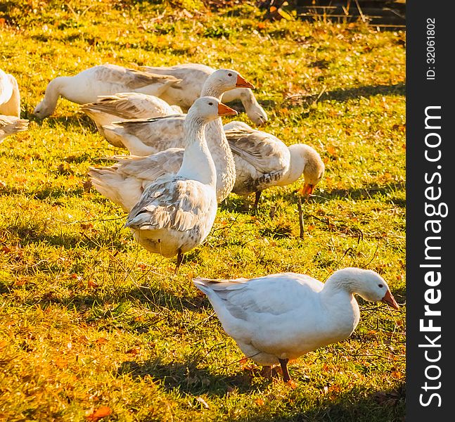 Geese On Green Grass