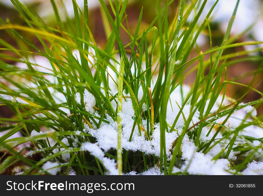 Close-up of green grass covered by snow. Close-up of green grass covered by snow