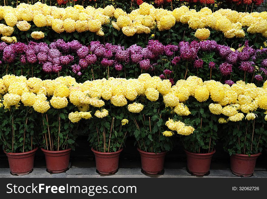 Flowers in pots