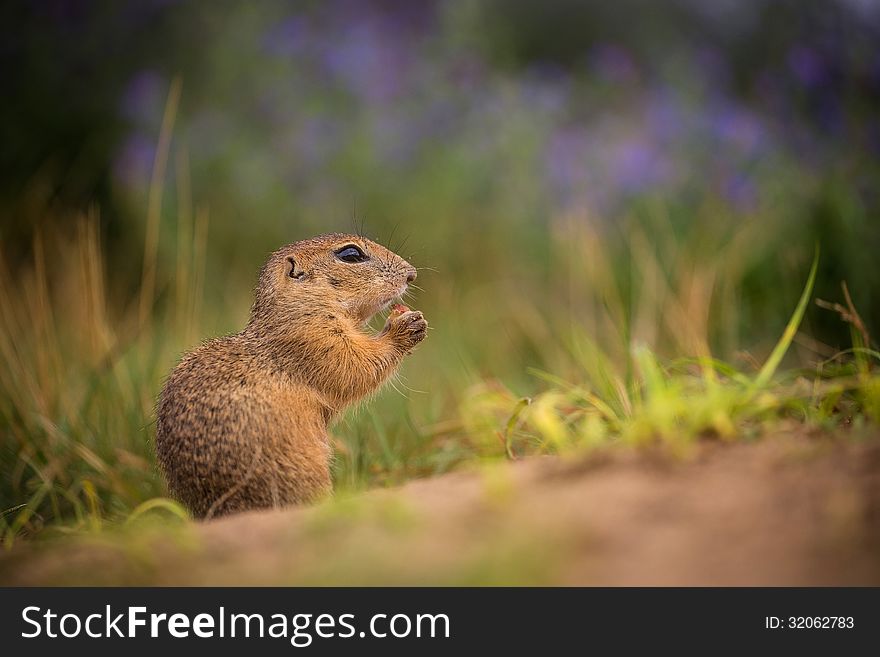 Common Ground on the meadow with nuts