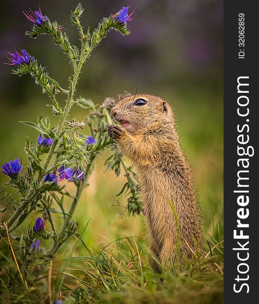 Common Ground on the meadow with nuts