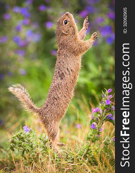 Common Ground on the meadow with nuts