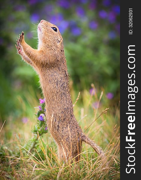 Common Ground on the meadow with nuts