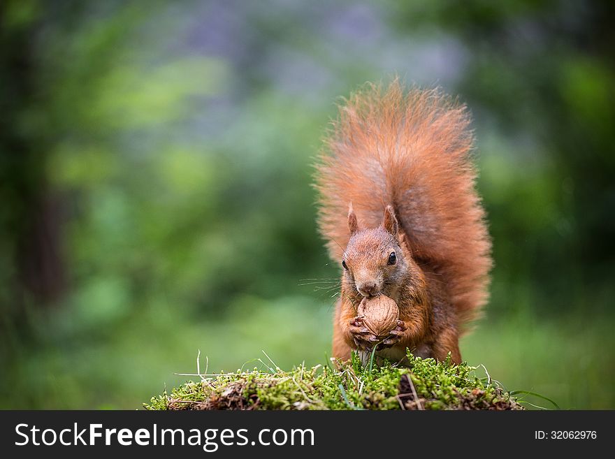Squirrel in the forest in summer