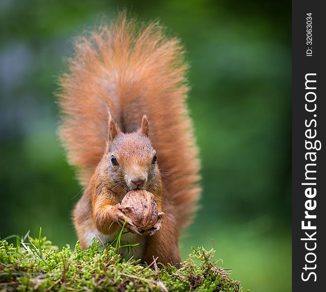 Squirrel in the forest in summer