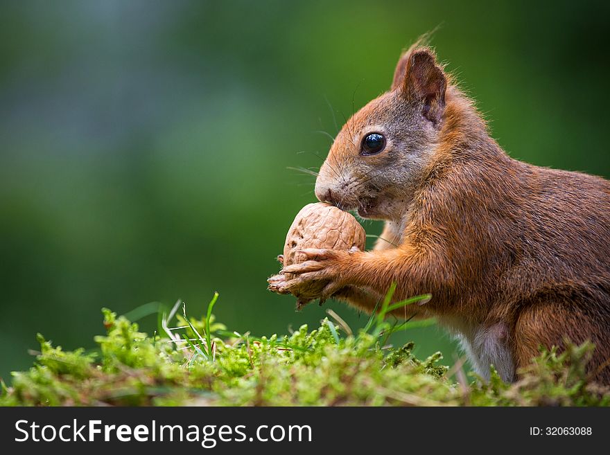 Squirrel in the forest in summer