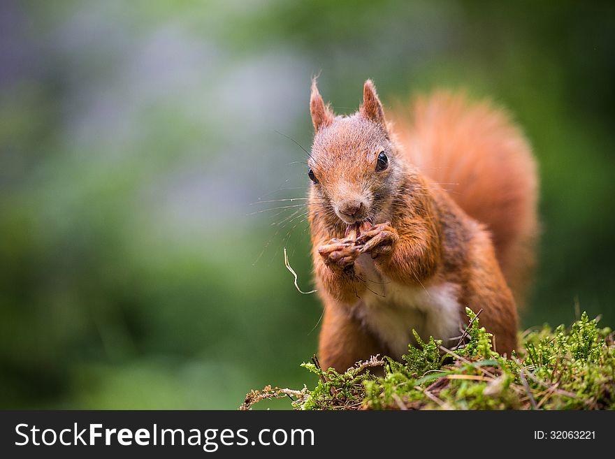 Squirrel in the forest in summer