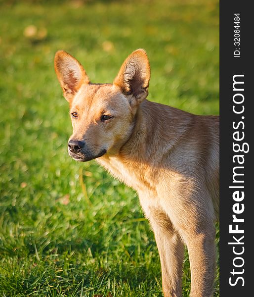 Red dog in a green meadow outdoor. Red dog in a green meadow outdoor