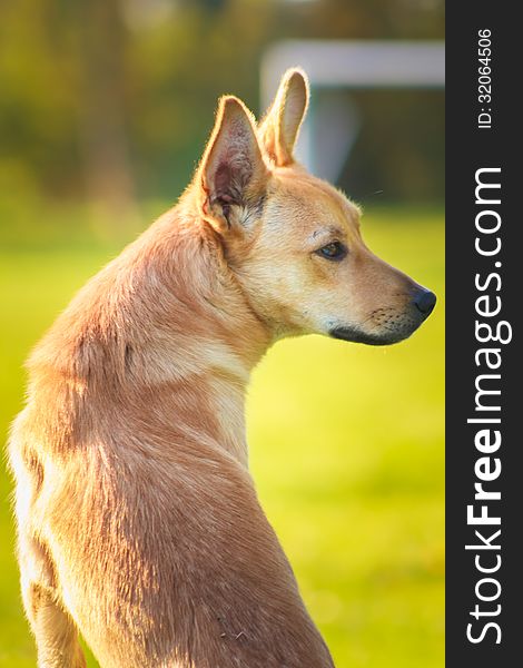 Red dog in a green meadow outdoor. Red dog in a green meadow outdoor