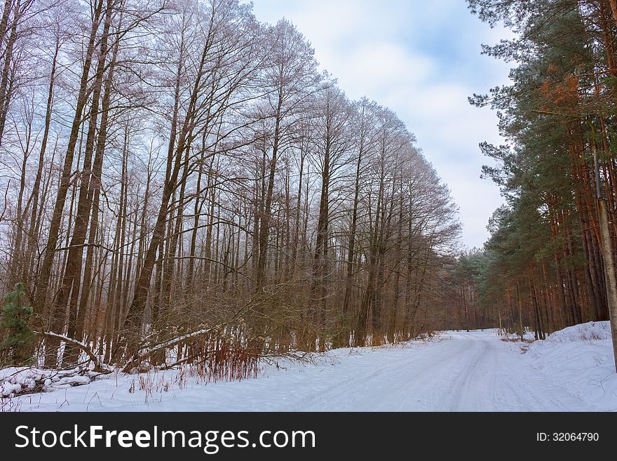 Landscape with a winter forest road. Landscape with a winter forest road