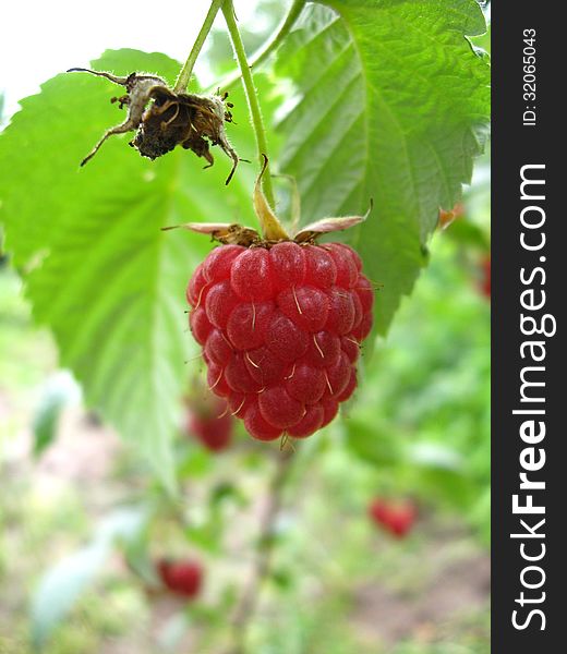 Bunch of red ripe and tasty raspberry. Bunch of red ripe and tasty raspberry