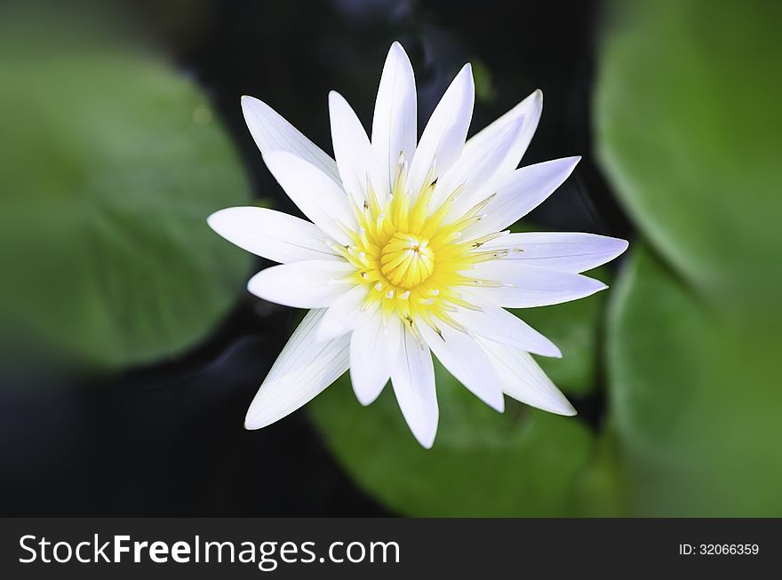 White lotus and green leaves in the pond