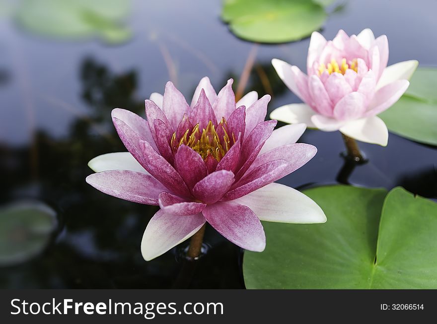 Violet lotus and green leaves in the pond
