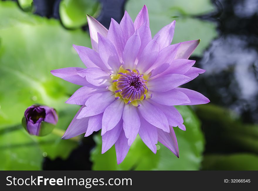 Violet lotus and green leaves in the pond