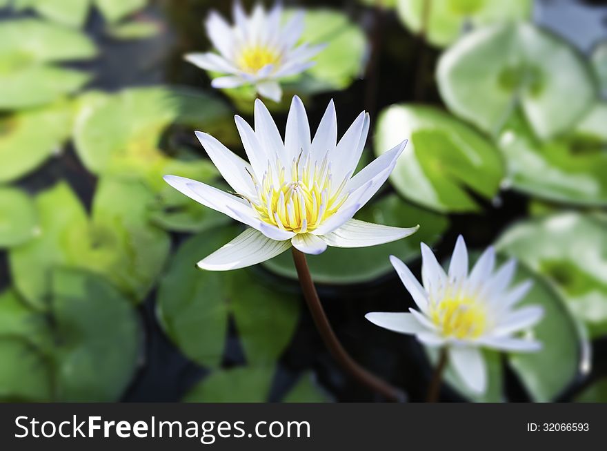 White lotus and green leaves in the pond