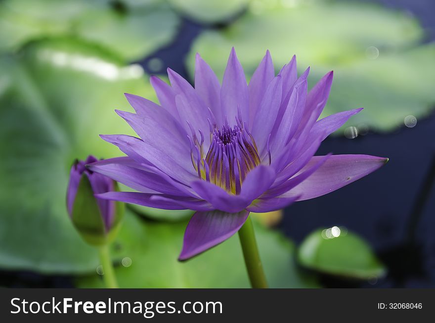 Violet lotus and green leaves in the pond