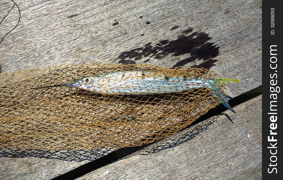 Netted fish in commercial fishing nets