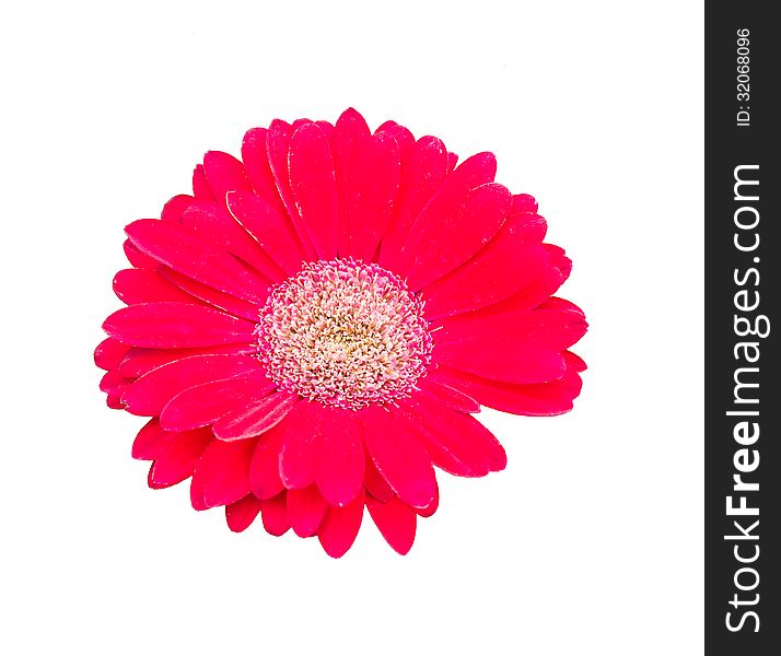 Isolated image of gerbera flower heads on a white background. Isolated image of gerbera flower heads on a white background