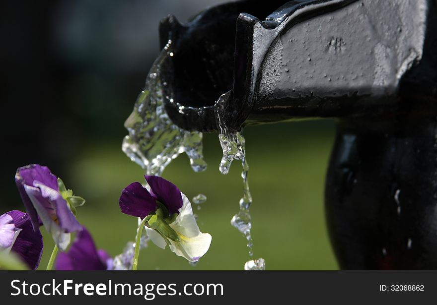 Water Pump With Pansies - Viola Tricolor