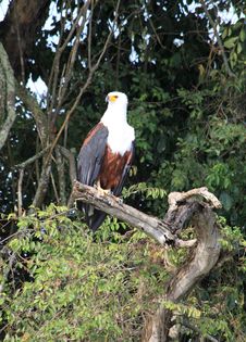 African Fish Eagle Royalty Free Stock Images African Fish Eagle Royalty Free Stock Images