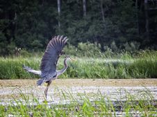 Great Blue Heron Stock Images