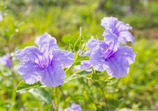 Violet Flower In Summer Stock Image