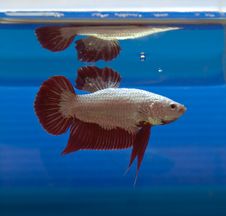 Siamese Fighting Fish Stock Photo Siamese Fighting Fish Stock Photo