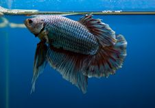 Siamese Fighting Fish Stock Photos Siamese Fighting Fish Stock Photos