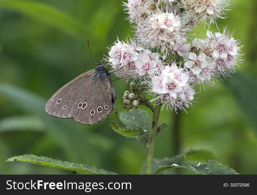 Aphantopus hyperantus - Satyr &x28;Eye&x29; Flower.