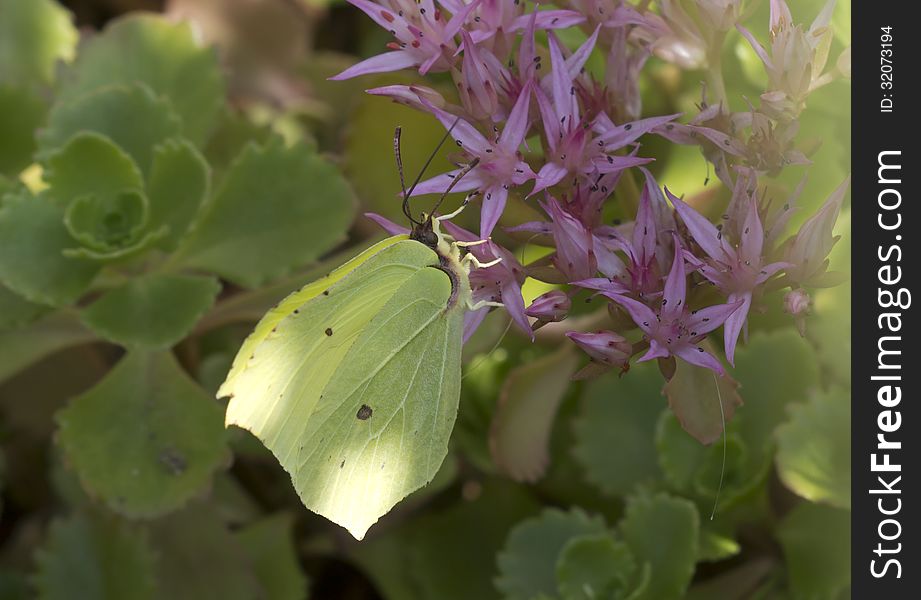 Butterfly Lemon Colored &x28; Gonepteryx Rhamni &x29;.