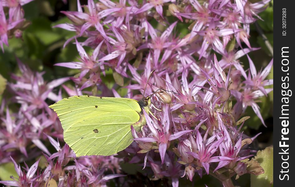 Gonepteryx rhamni - day butterfly from a family of pierids (Pieridae). Male bright yellow wings with 4 orange-red spots, one on each wing. The color of the female is much paler, but spots on the wings. Gonepteryx rhamni - day butterfly from a family of pierids (Pieridae). Male bright yellow wings with 4 orange-red spots, one on each wing. The color of the female is much paler, but spots on the wings.